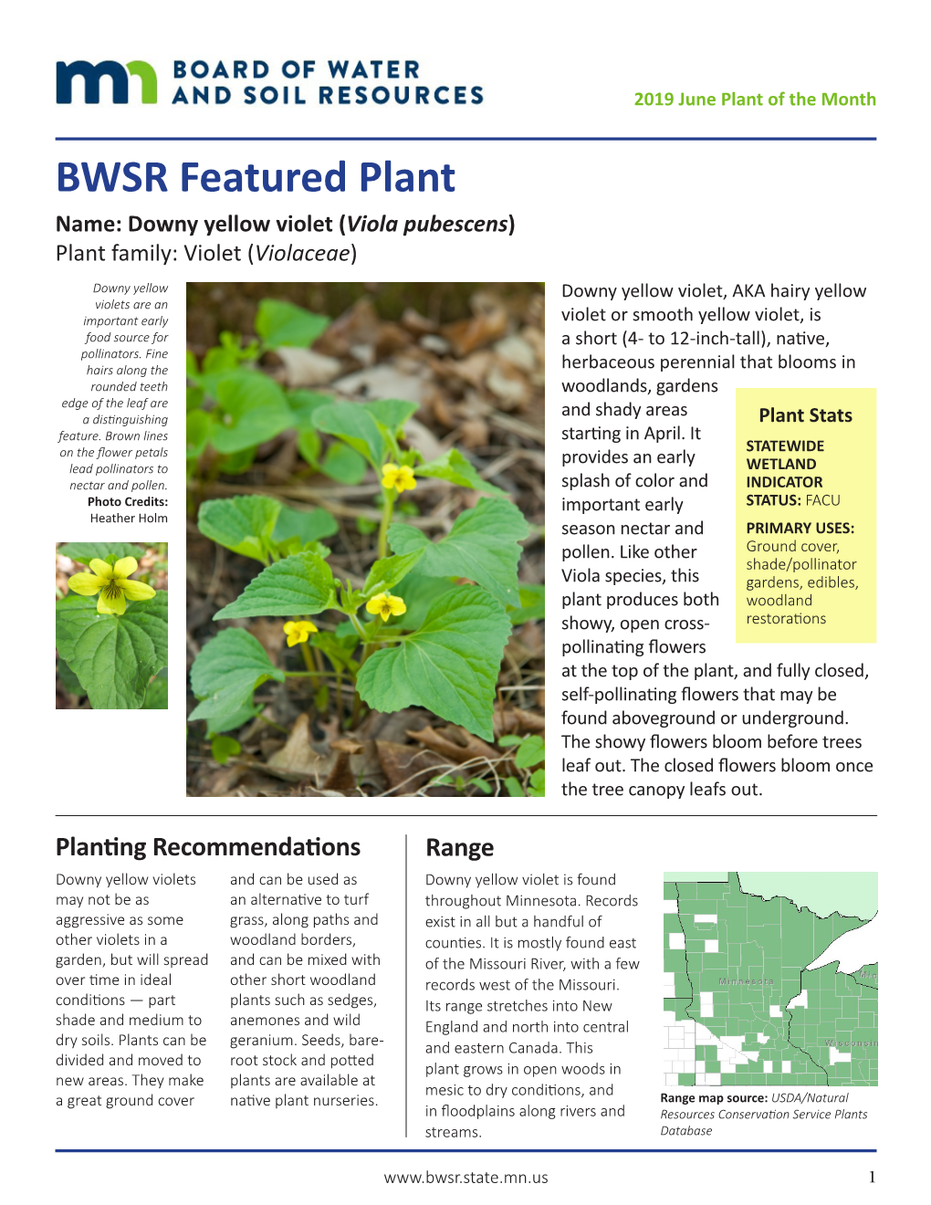 BWSR Featured Plant: Downy Yellow Violet