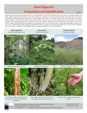 Giant Hogweed Cow Parsnip Poison Hemlock Page 1