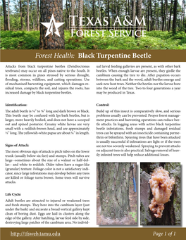 Forest Health: Black Turpentine Beetle