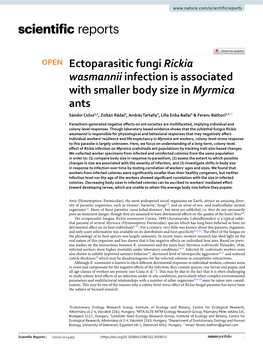 Ectoparasitic Fungi Rickia Wasmannii Infection Is Associated with Smaller