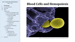 Blood Cells and Hemopoiesis IUSM – 2016