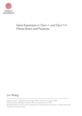Gene Expression in Cbx1-/- and Cbx1+/+ Mouse Brains and Placentas