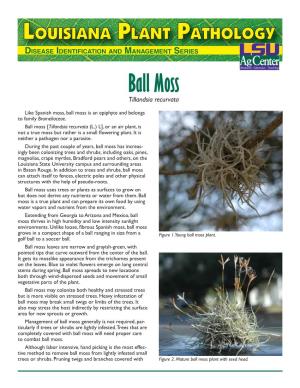 Ball Moss Tillandsia Recurvata