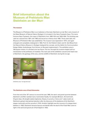 Brief Information About the Museum of Prehistoric Man Steinheim an Der Murr