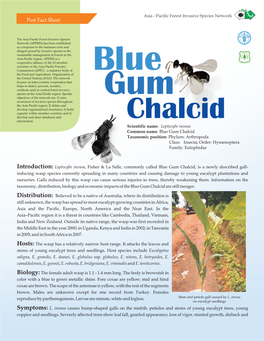 Pest Fact Sheet: Blue Gum Chalcid