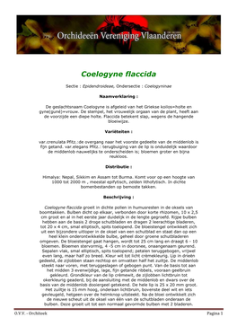 Coelogyne Flaccida