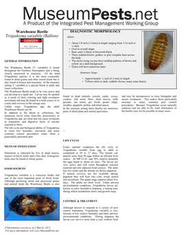Trogoderma Variabile (Warehouse Beetle)