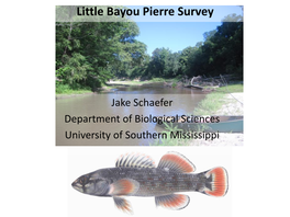 Little Bayou Pierre Survey