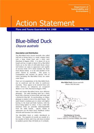 Blue-Billed Duck (Oxyura Australis)