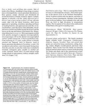 Cupressaceae Bartlett (Cypress Or Redwood Family)