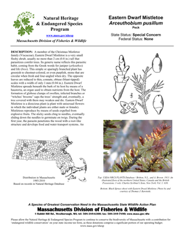 Eastern Dwarf Mistletoe, Arceuthobium Pusillum