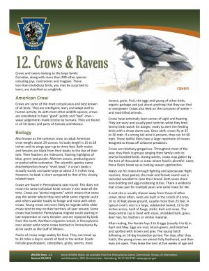 Crows and Ravens Wildlife Notes