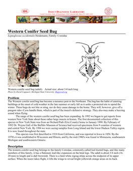 Western Conifer Seed Bug Leptoglossus Occidentalis Heidemann; Family: Coreidae