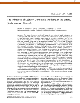 The Influence of Light on Cone Disk Shedding in the Lizard, Sceloporus Occidentalis