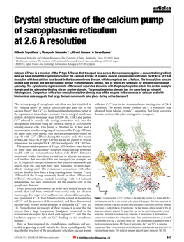 Crystal Structure of the Calcium Pump of Sarcoplasmic Reticulum at 2.6 AÊ Resolution