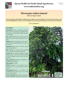 Pterocarpus Indicus (Narra)