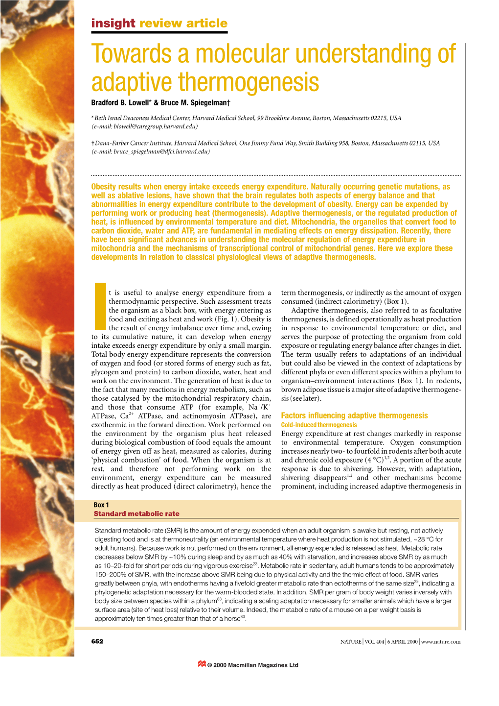 Towards a Molecular Understanding of Adaptive Thermogenesis Bradford B