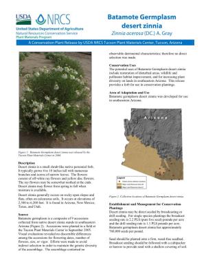 Batamote Germplasm Desert Zinnia (Ainnia Acerosa)