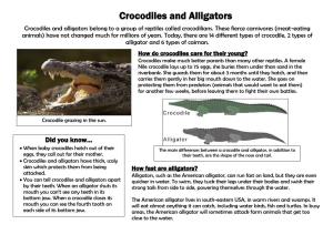 Crocodile and Alligator Non-Chronological Report