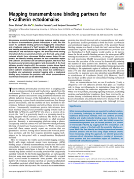 Mapping Transmembrane Binding Partners for E-Cadherin Ectodomains