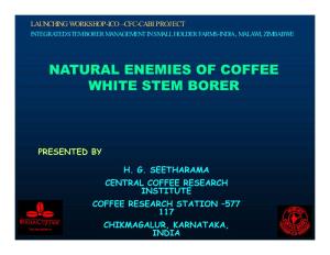 Natural Enemies of Coffee White Stem Borer