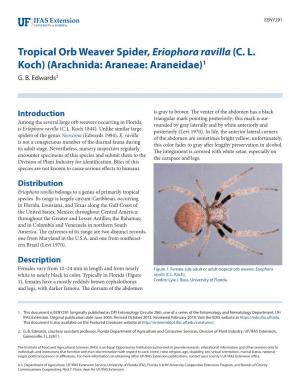 Tropical Orb Weaver Spider, Eriophora Ravilla (CL Koch)