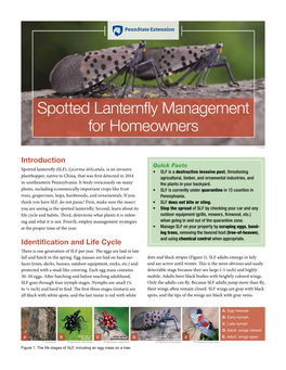 Spotted Lanternfly Management for Homeowners
