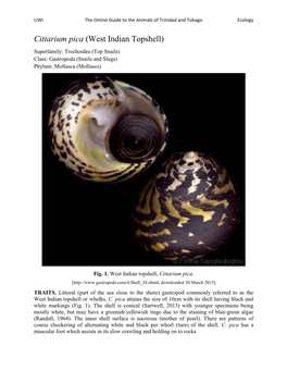 Cittarium Pica (West Indian Topshell) Superfamily: Trochoidea (Top Snails) Class: Gastropoda (Snails and Slugs) Phylum: Mollusca (Molluscs)