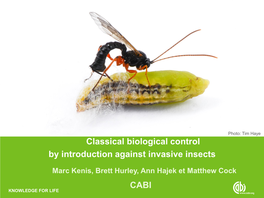 Classical Biological Control by Introduction Against Invasive Insects