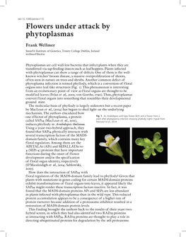 Flowers Under Attack by Phytoplasmas