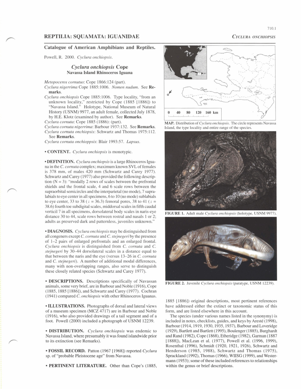 REPTILIA: SQUAMATA: IGUANIDAE Cyclura Onchiopsis Cope