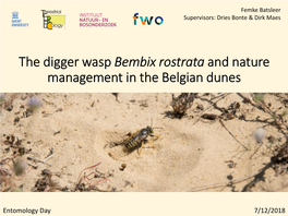 The Digger Wasp Bembix Rostrata and Nature Management in the Belgian Dunes