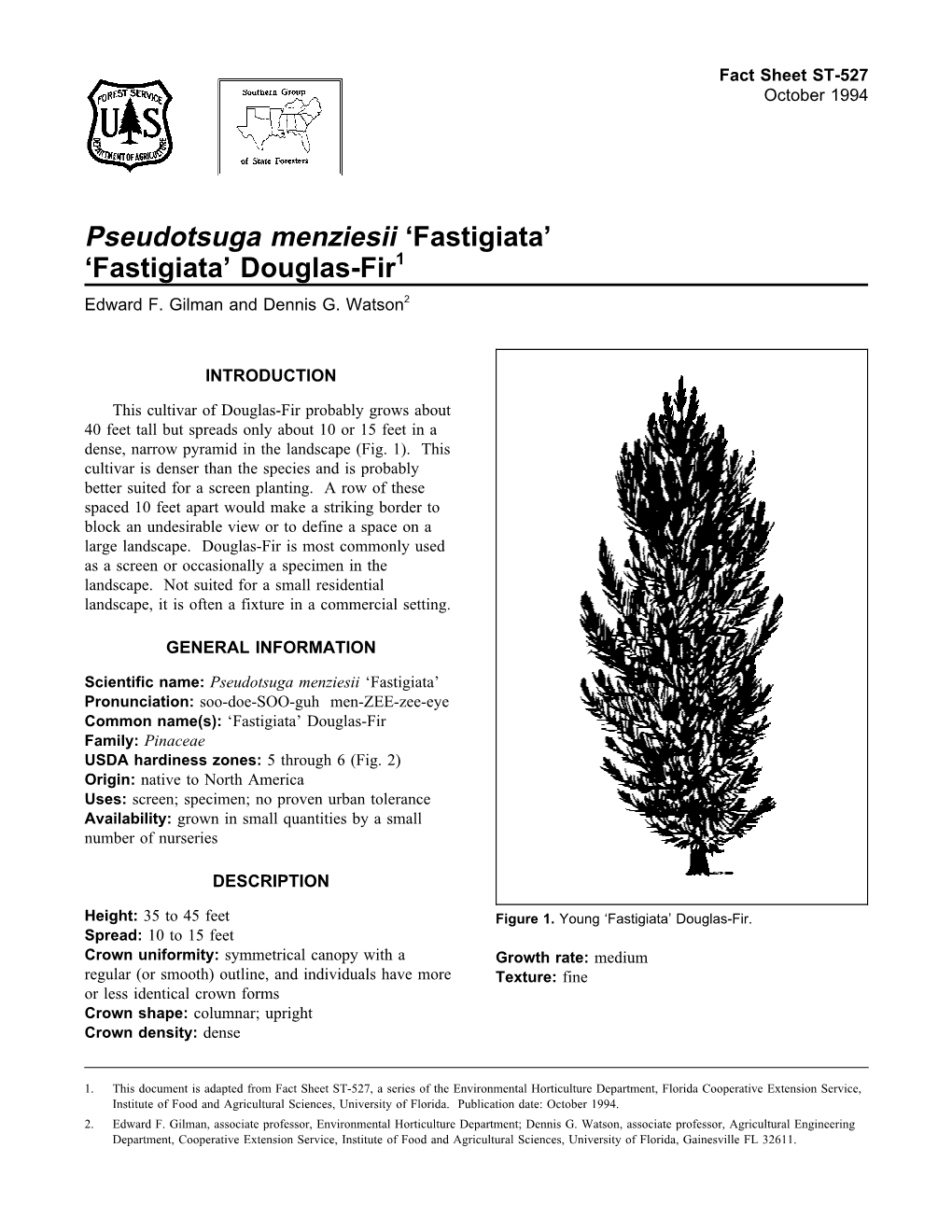 Pseudotsuga Menziesii 'Fastigiata' 'Fastigiata' Douglas-Fir