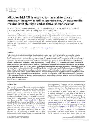 Mitochondrial ATP Is Required for the Maintenance of Membrane Integrity