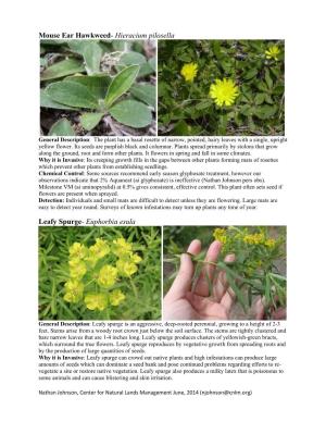 Mouse Ear Hawkweed- Hieracium Pilosella Leafy Spurge- Euphorbia