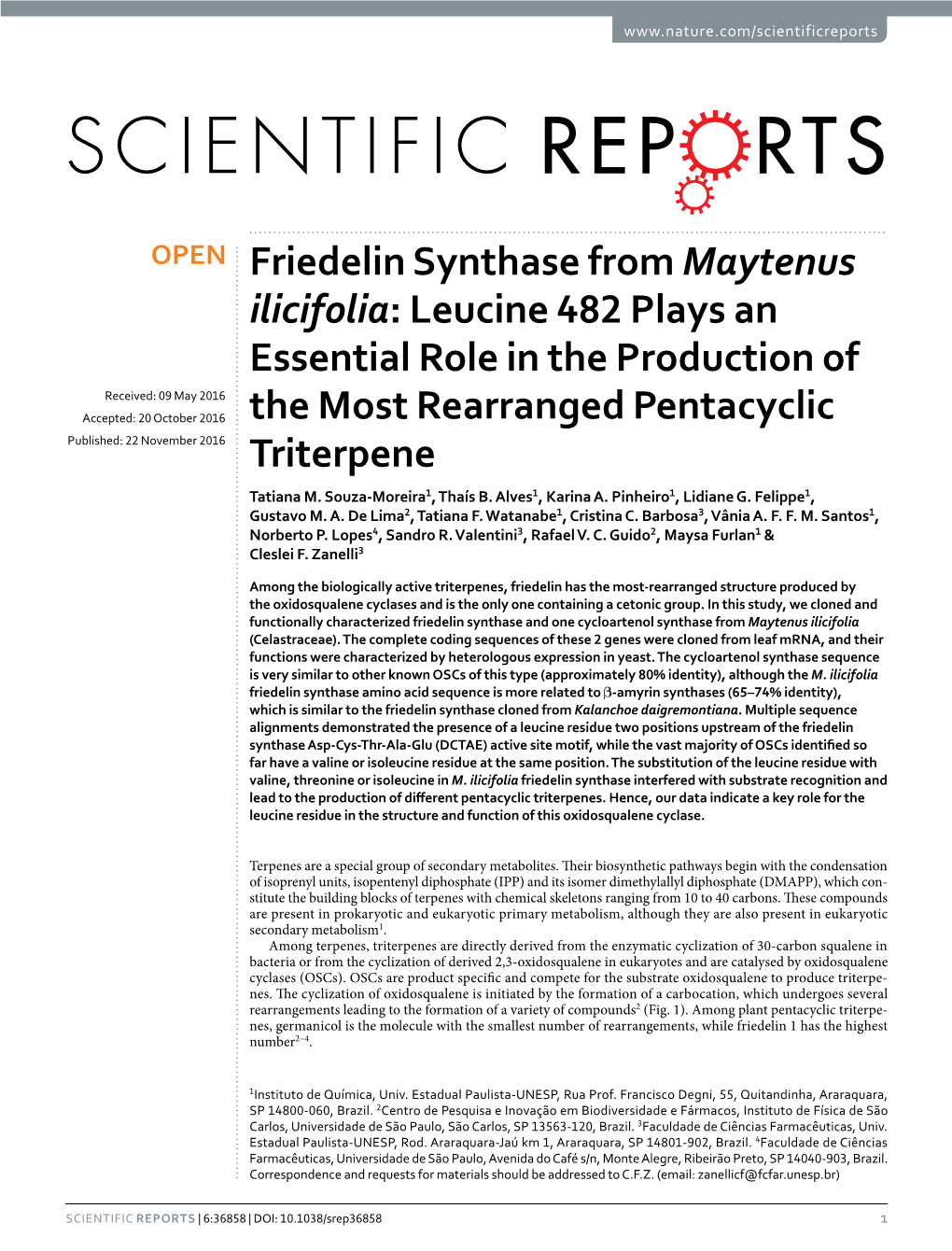 Friedelin Synthase from Maytenus Ilicifolia