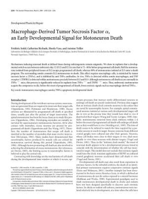 Macrophage-Derived Tumor Necrosis Factorα, an Early Developmental Signal for Motoneuron Death