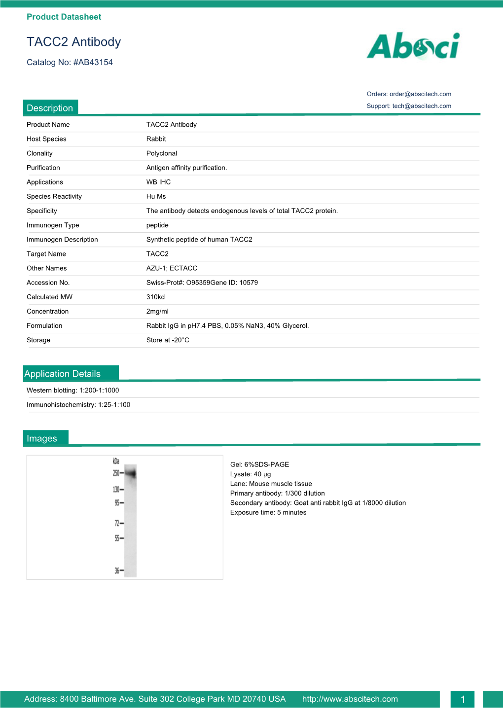 TACC2 Antibody