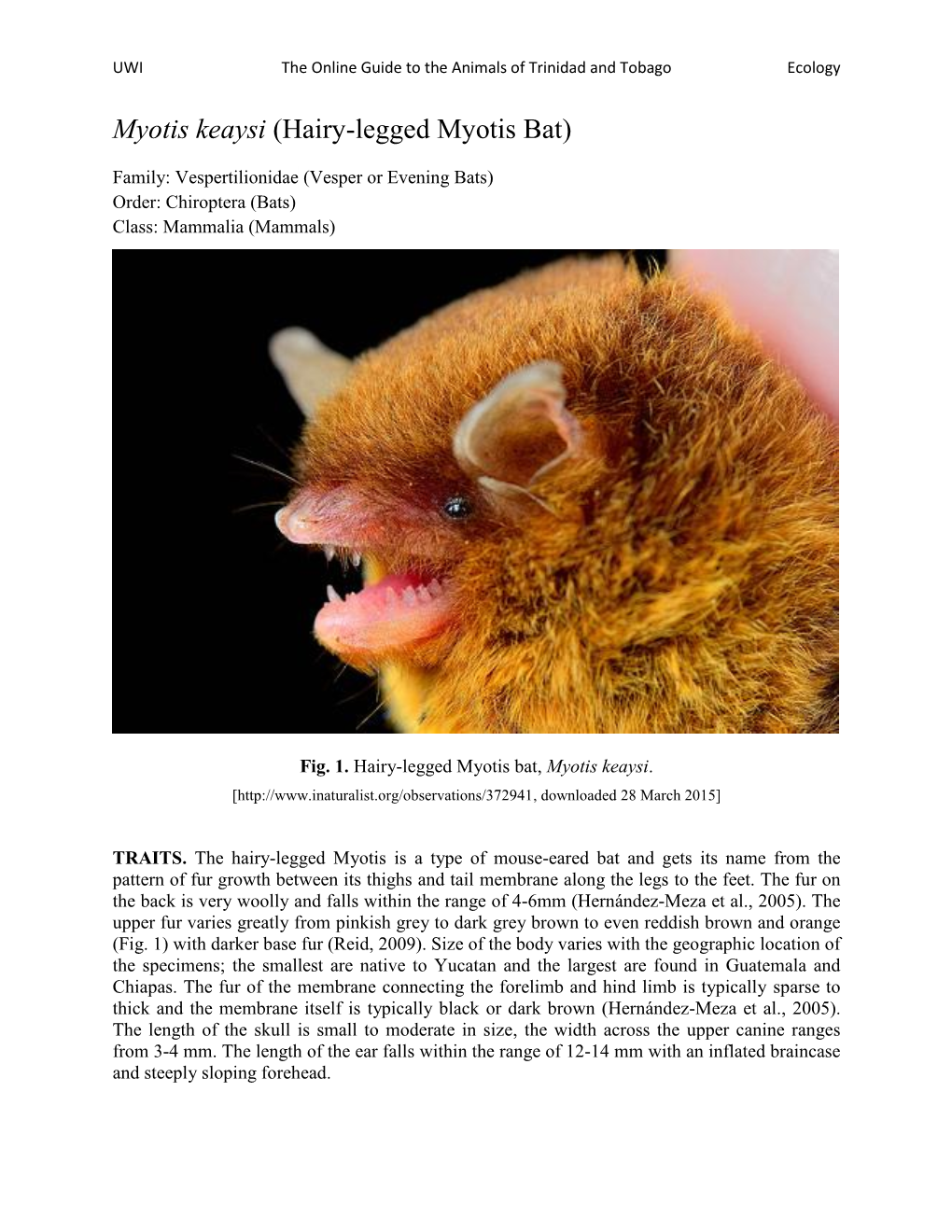 Hairy-Legged Myotis Bat)