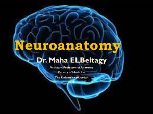 Neuroanatomy Dr