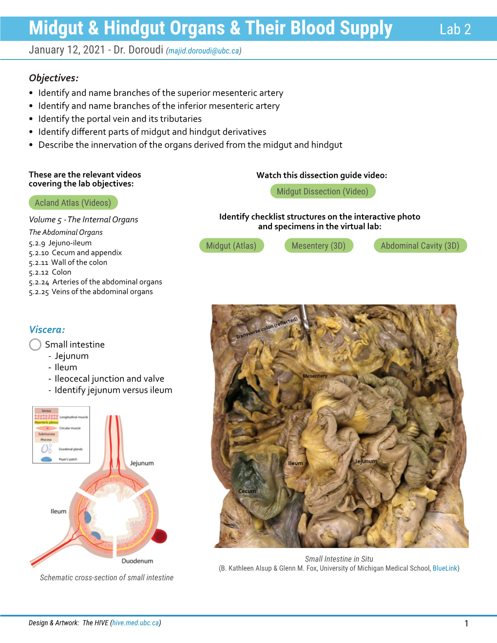 Midgut/Hindgut Organs & Blood Supply