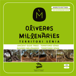 Ancient Olive Trees - Territorio Sénia Oliviers Millénaires - Territorio Sénia