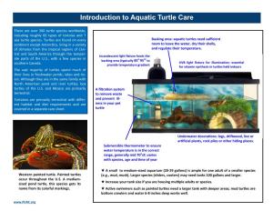 Introduction to Aquatic Turtle Care
