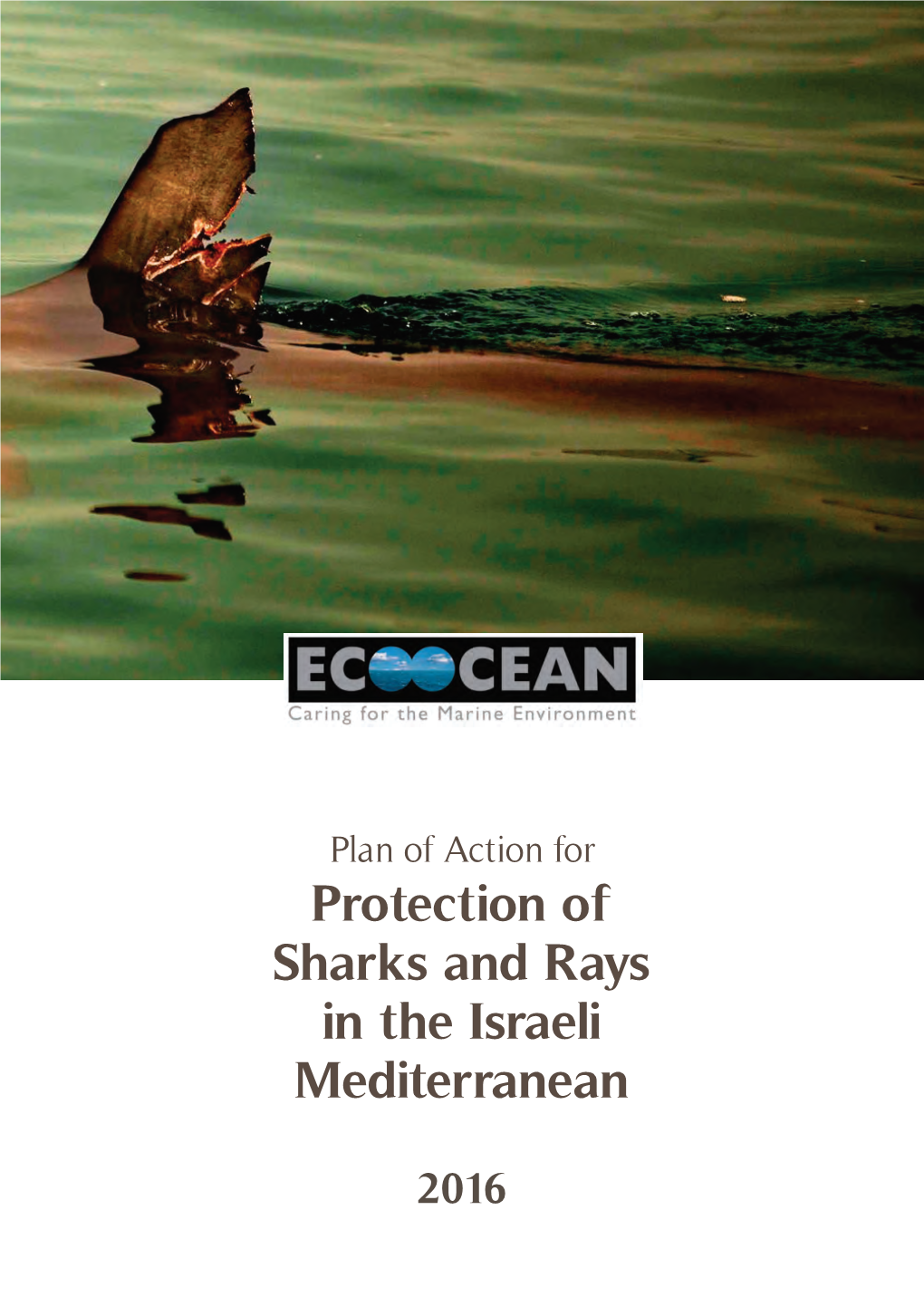 Protection of Sharks and Rays in the Israeli Mediterranean