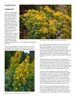 Goldenrod Is There a More Maligned Plant Than Goldenrod? It’S Blamed for Causing Hay Fever When the Culprit Is Really Ragweed