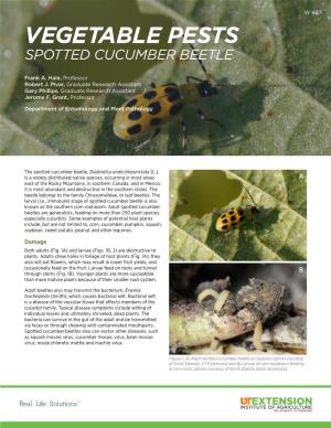 Spotted Cucumber Beetle W