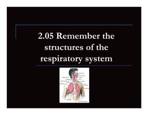 2.05 Remember the Structures of the Respiratory System 2.05 Remember the Structures of the Respiratory System
