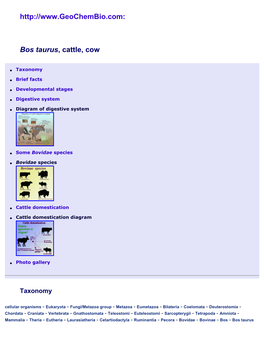 Bos Taurus, Cattle, Cow at Geochembio: Taxonomy, Brief Facts