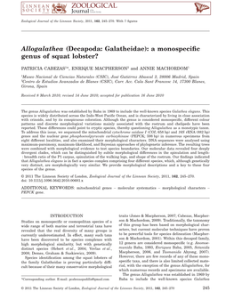 Allogalathea (Decapoda: Galatheidae): a Monospeciﬁc Genus of Squat Lobster?