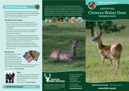 Chinese Water Deer Leaflet